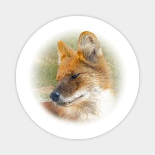 Dhole-asian wild dog Magnet